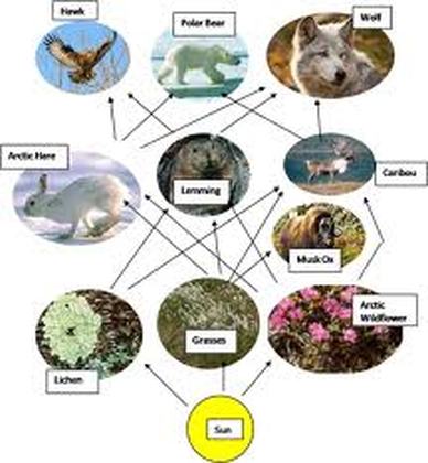 tundra organization ecosystem
